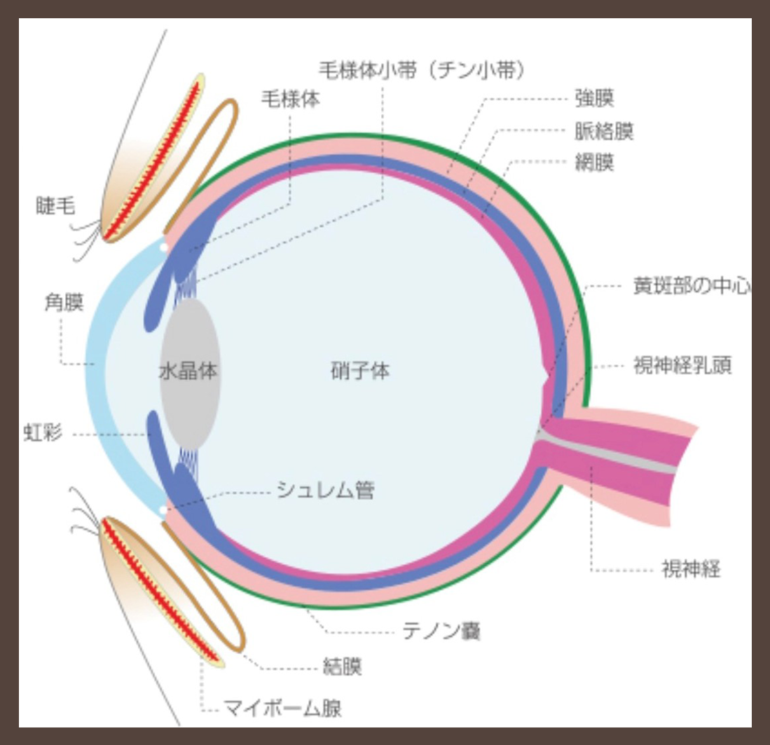 眼球断面図