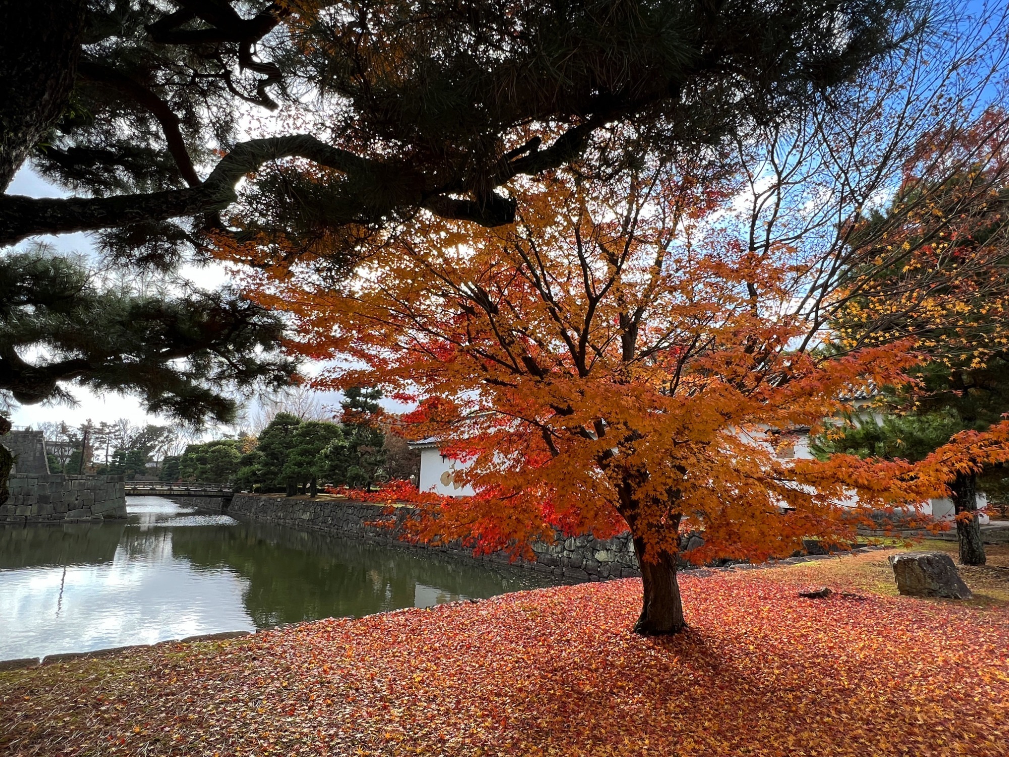 紅葉