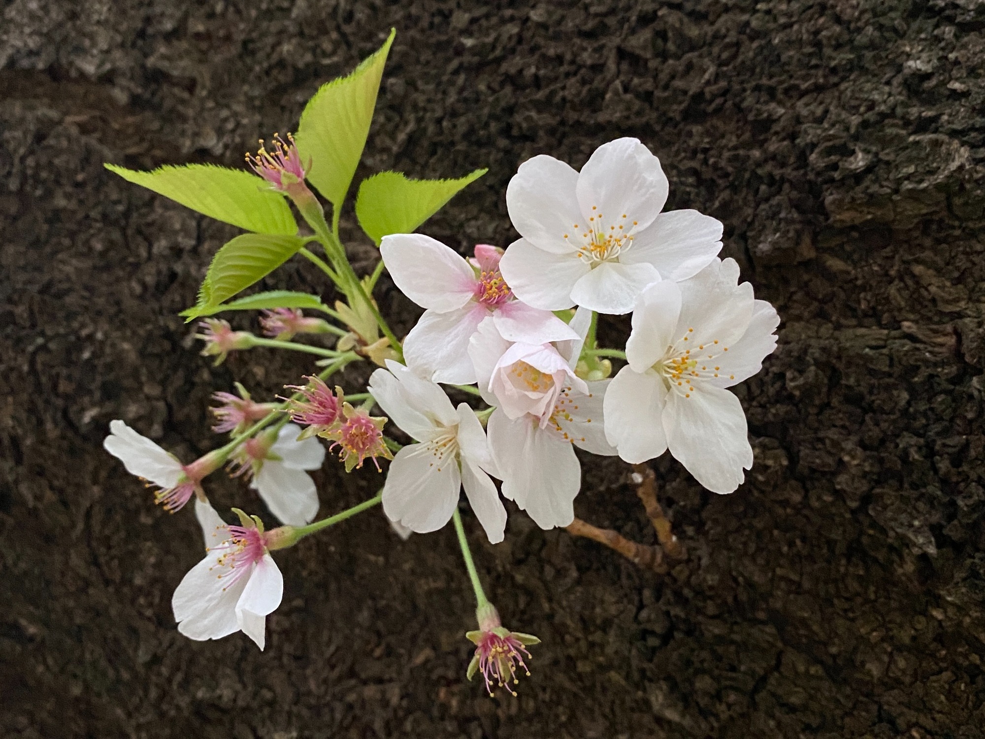 桜の開花