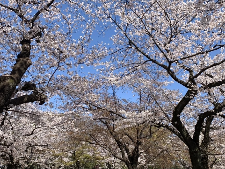 子供の近視の話