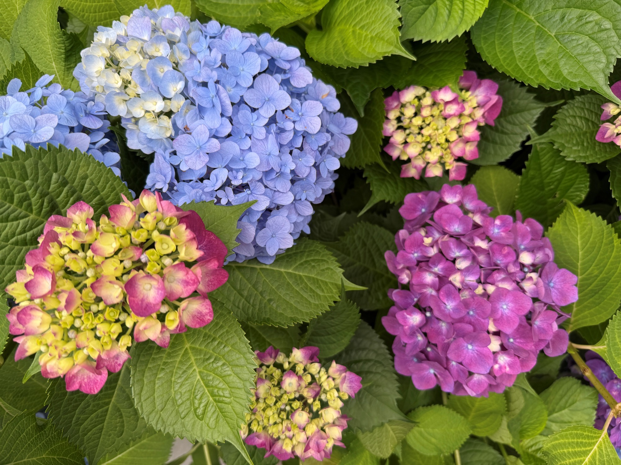 小川眼科,聖蹟桜ケ丘,視野検査,白内障,緑内障