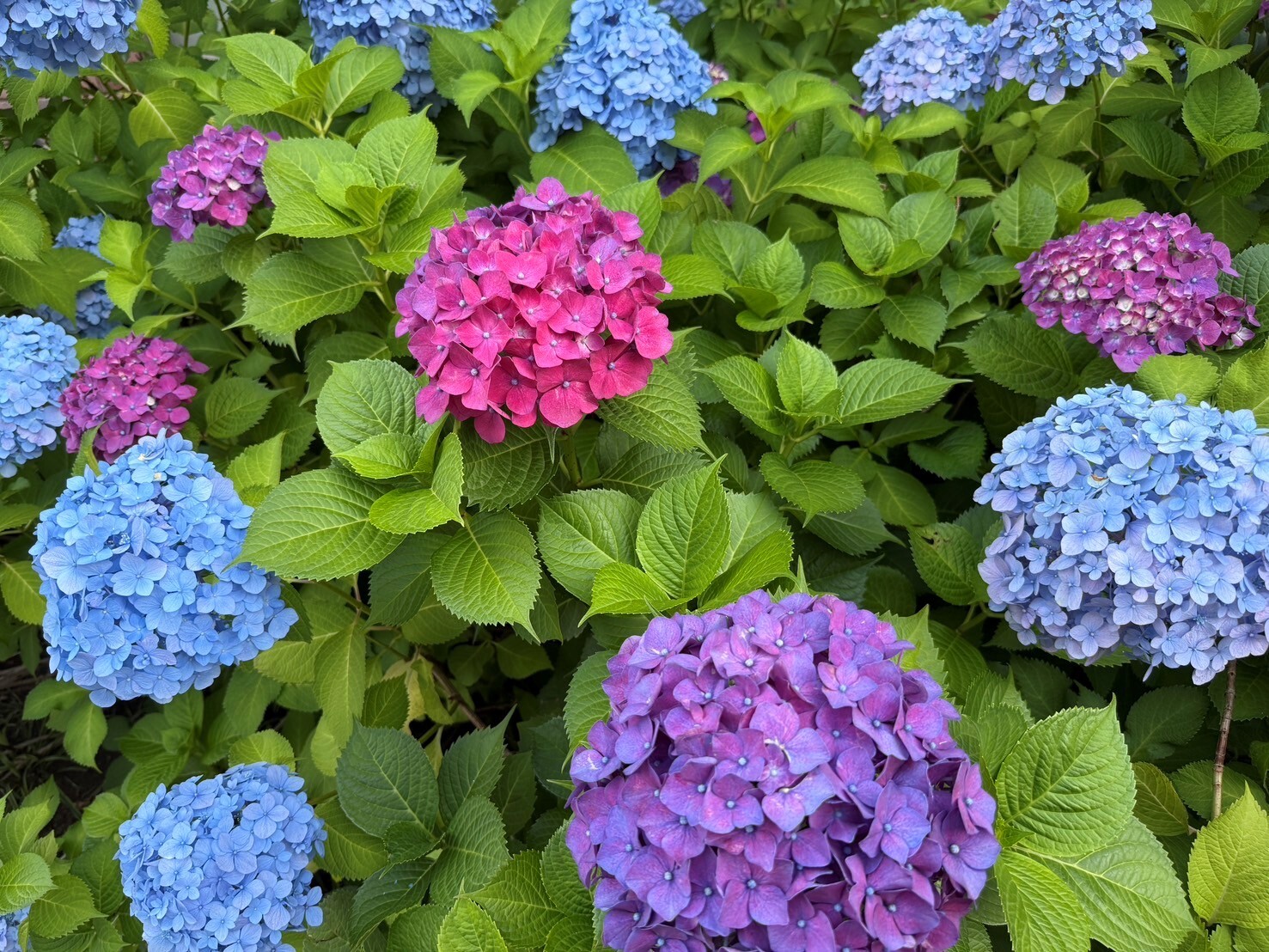 小川眼科,聖蹟桜ケ丘,視野検査,白内障,緑内障